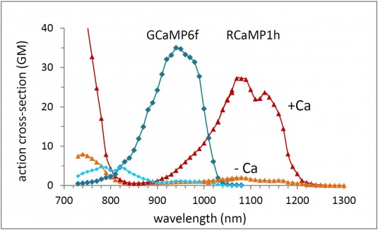 Action cross sections GCaMP6f RCaMP1h