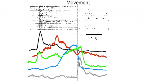 premotor dynamics