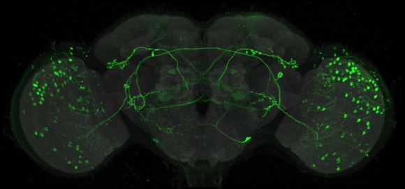 Image of fly brain IS36417