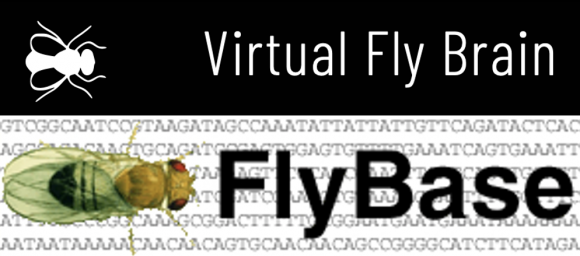 Virtual Fly Brain and FlyBase