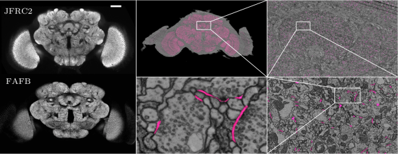 Synaptic cleft prediction on the complete adult Drosophila brain