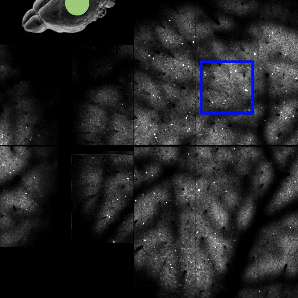 movie of neural activity recorded using two-photon calcium imaging