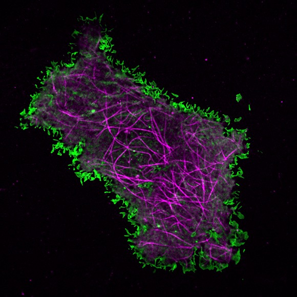 Alison Tebo Lab header image