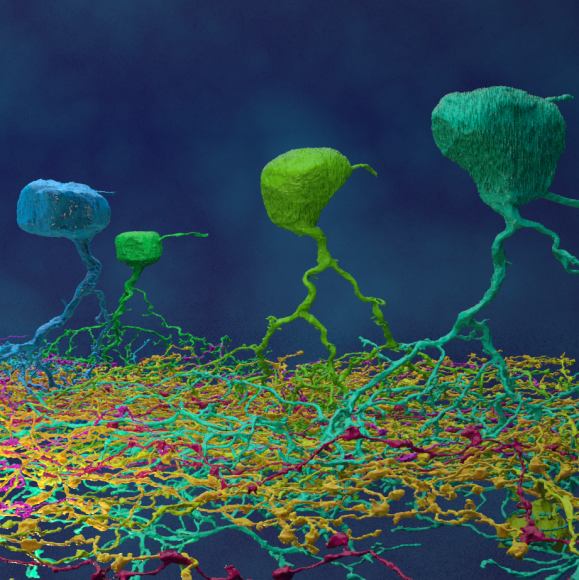 Amazing retinal ganglion cells (rendered by EyeWire)