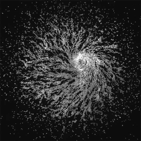 Swirling Dictyostelium