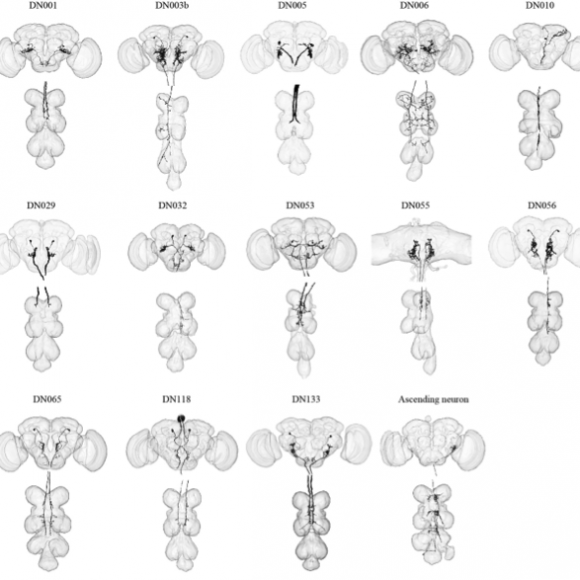 Descending Interneurons in flies
