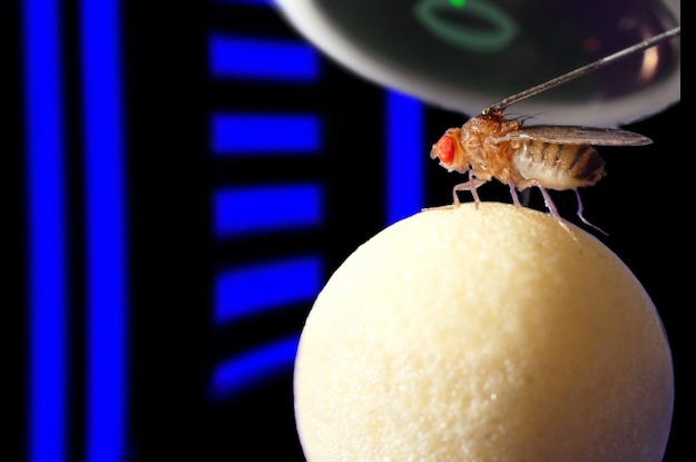Brain Compass Keeps Flies on Course, Even in the Dark
