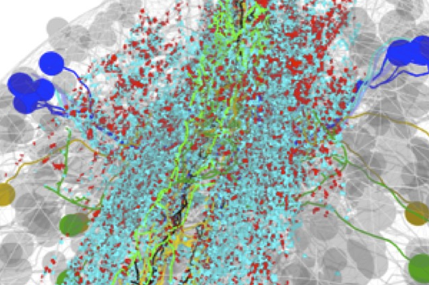 3D rendering of the entire multisensory integration circuit (colored cells) involved in initiating an escape behavior in Drosophila. Grey cells were not part of the circuit.