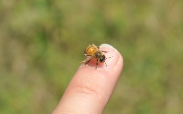 Community Beehives