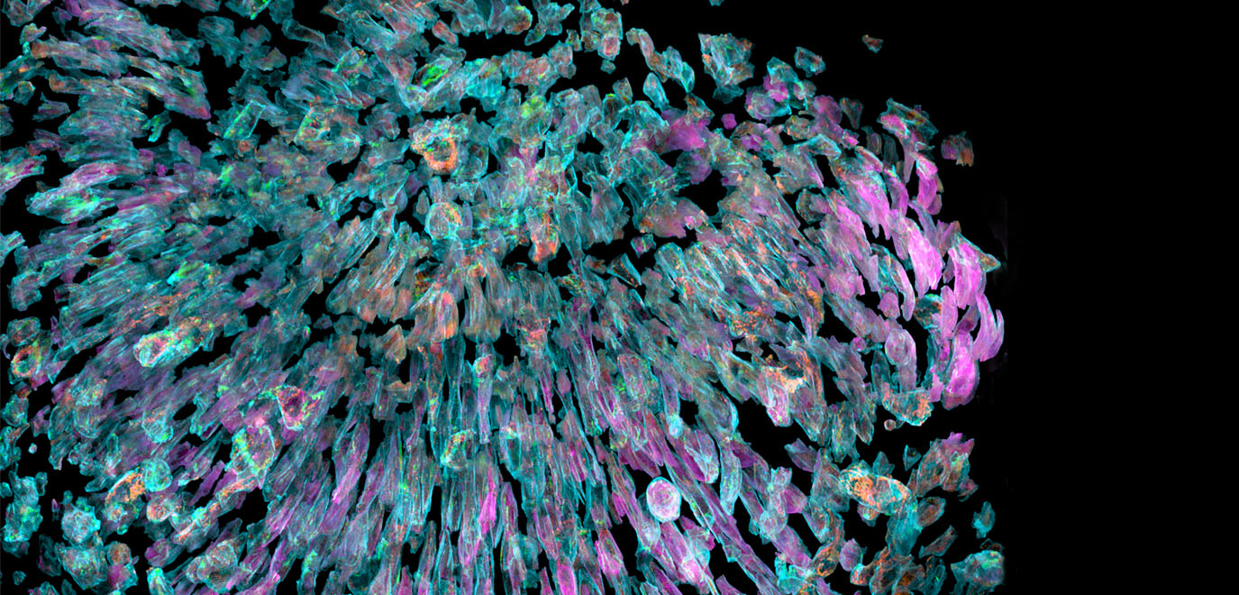 Organelles inside zebrafish eye cells